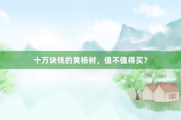 十万块钱的黄杨树，值不值得买？